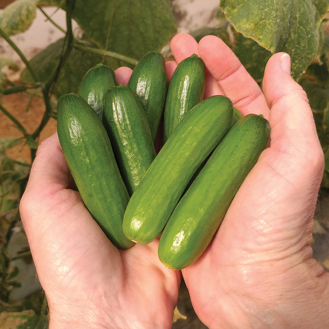 MINI-ME-CUCUMBER