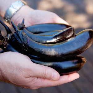 MILLIONAIRE-EGGPLANT