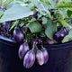 PATIO BABY-EGGPLANT