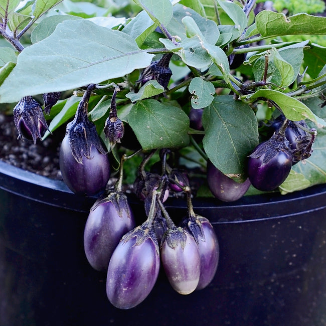 PATIO BABY-EGGPLANT