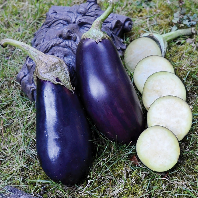 TRAVIATA-EGGPLANT