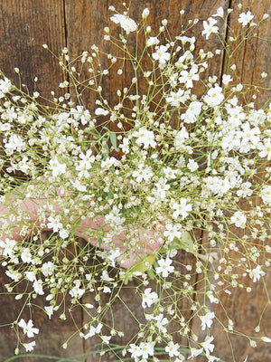 COVENT GARDEN-BABY’S BREATH