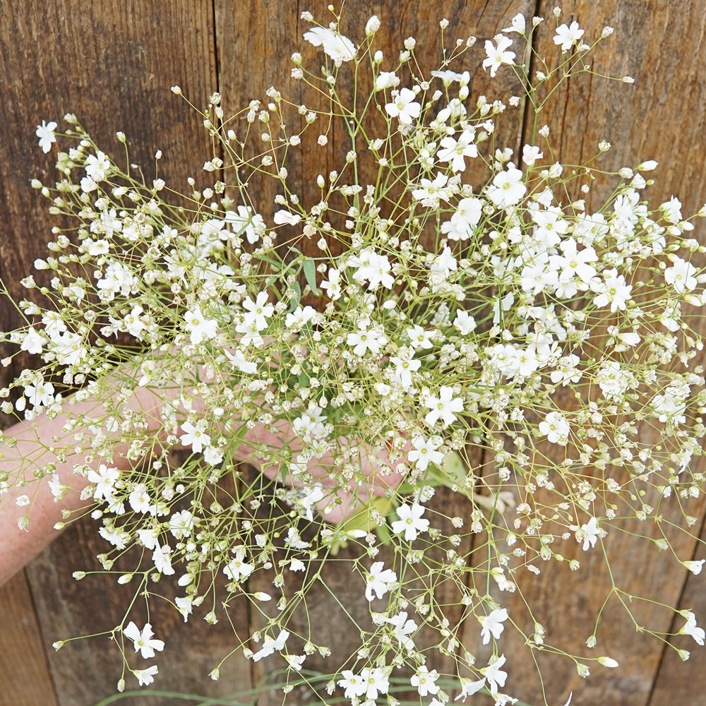 gypsophila covent garden seeds Covent Garden Flower Seed 1/4 pound