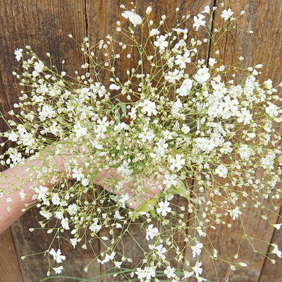 COVENT GARDEN-BABY’S BREATH