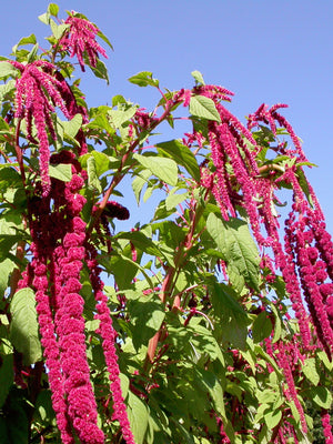 LOVE LIES BLEEDING-Amaranth