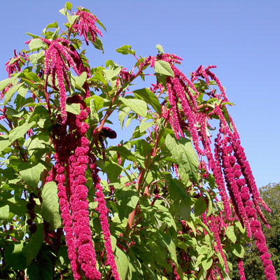 LOVE LIES BLEEDING-Amaranth