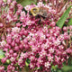 SWAMP MILKWEED-MILKWEED