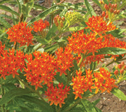 BUTTERFLY MILKWEED-MILKWEED
