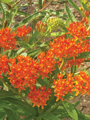 BUTTERFLY MILKWEED-MILKWEED