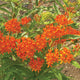 BUTTERFLY MILKWEED-MILKWEED