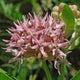 SHOWY MILKWEED-MILKWEED