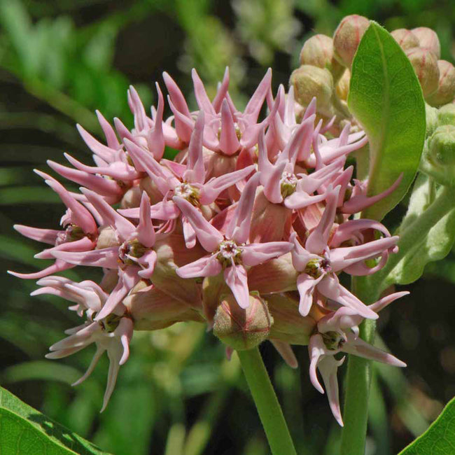 SHOWY MILKWEED-MILKWEED