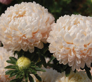 TOWER SERIES CHAMOIS-ASTER