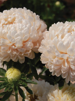 TOWER SERIES CHAMOIS-ASTER