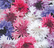 BACHELOR BUTTON MIX-BACHELOR BUTTONS