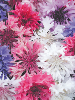 BACHELOR BUTTON MIX-BACHELOR BUTTONS