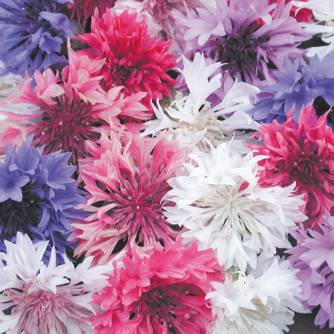 BACHELOR BUTTON MIX-BACHELOR BUTTONS