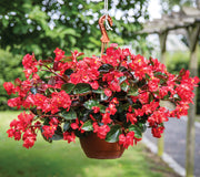 VIKING EXPLORER ROSE ON GREEN-BEGONIA