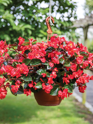 VIKING EXPLORER ROSE ON GREEN-BEGONIA