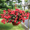 VIKING EXPLORER ROSE ON GREEN-BEGONIA