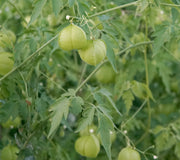 LOVE-IN-A-PUFF-CARDIOSPERMUM