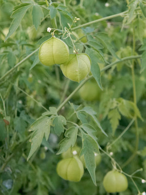LOVE-IN-A-PUFF-CARDIOSPERMUM