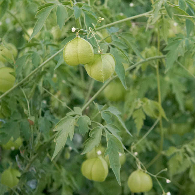 LOVE-IN-A-PUFF-CARDIOSPERMUM