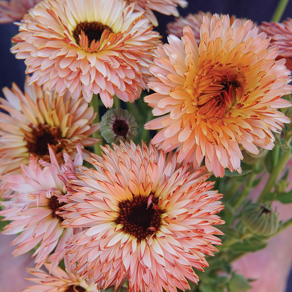 Strawberry Blonde Calendula Seed 100 seeds