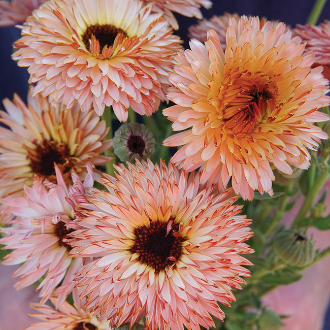 STRAWBERRY BLONDE-CALENDULA