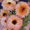 STRAWBERRY BLONDE-CALENDULA