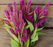CELWAY PURPLE-CELOSIA