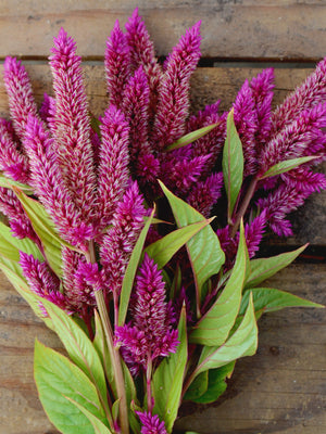 CELWAY PURPLE-CELOSIA
