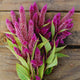 CELWAY PURPLE-CELOSIA