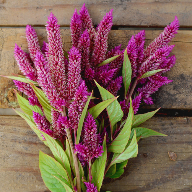 CELWAY PURPLE-CELOSIA
