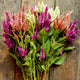 CELWAY PURPLE-CELOSIA