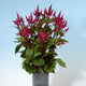 CELWAY RED-CELOSIA
