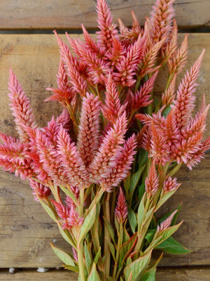 CELWAY TERRACOTTA-CELOSIA