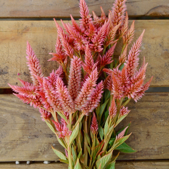 CELWAY TERRACOTTA-CELOSIA