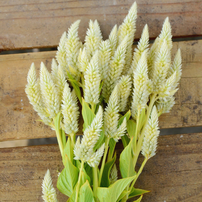 CELWAY WHITE-CELOSIA