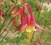 EASTERN-COLUMBINE