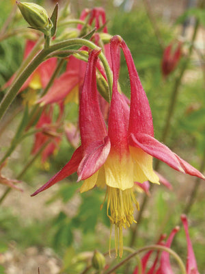 EASTERN-COLUMBINE