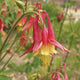 EASTERN-COLUMBINE