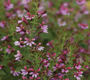 PINK SHIMMER-MEXICAN HEATHER