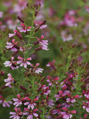 PINK SHIMMER-MEXICAN HEATHER