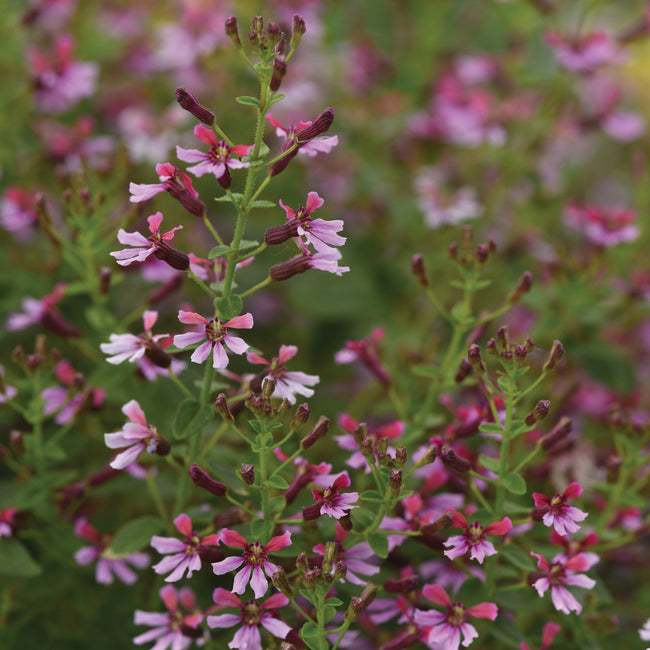 PINK SHIMMER-MEXICAN HEATHER