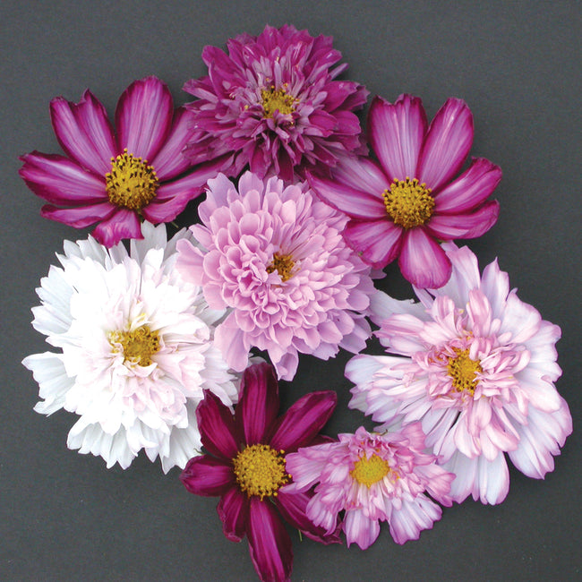 DOUBLE CLICK MIX-COSMOS