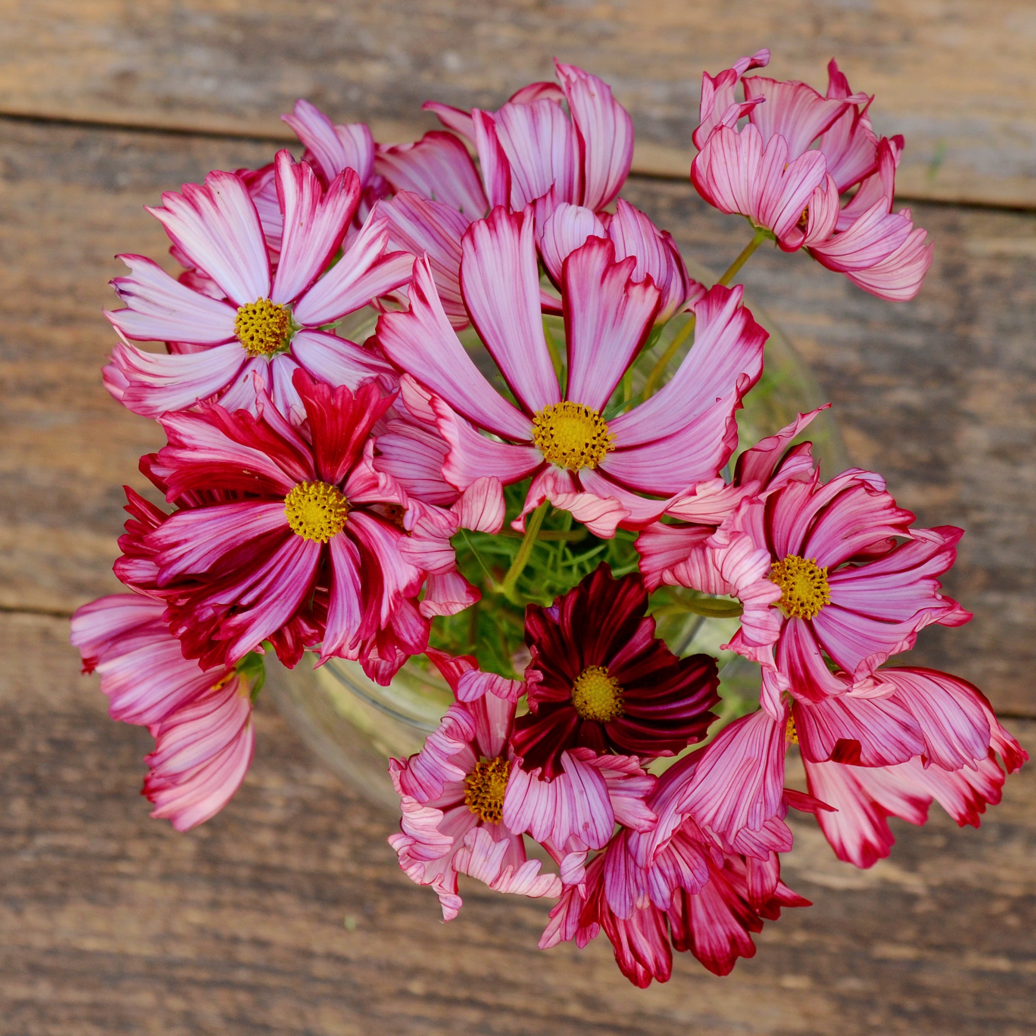 Territorial Seed Company VELOUETTE Cosmos Bipinnatus Seeds - Thumbnail 2