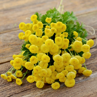 VEGMO SUNNY BALL-FEVERFEW