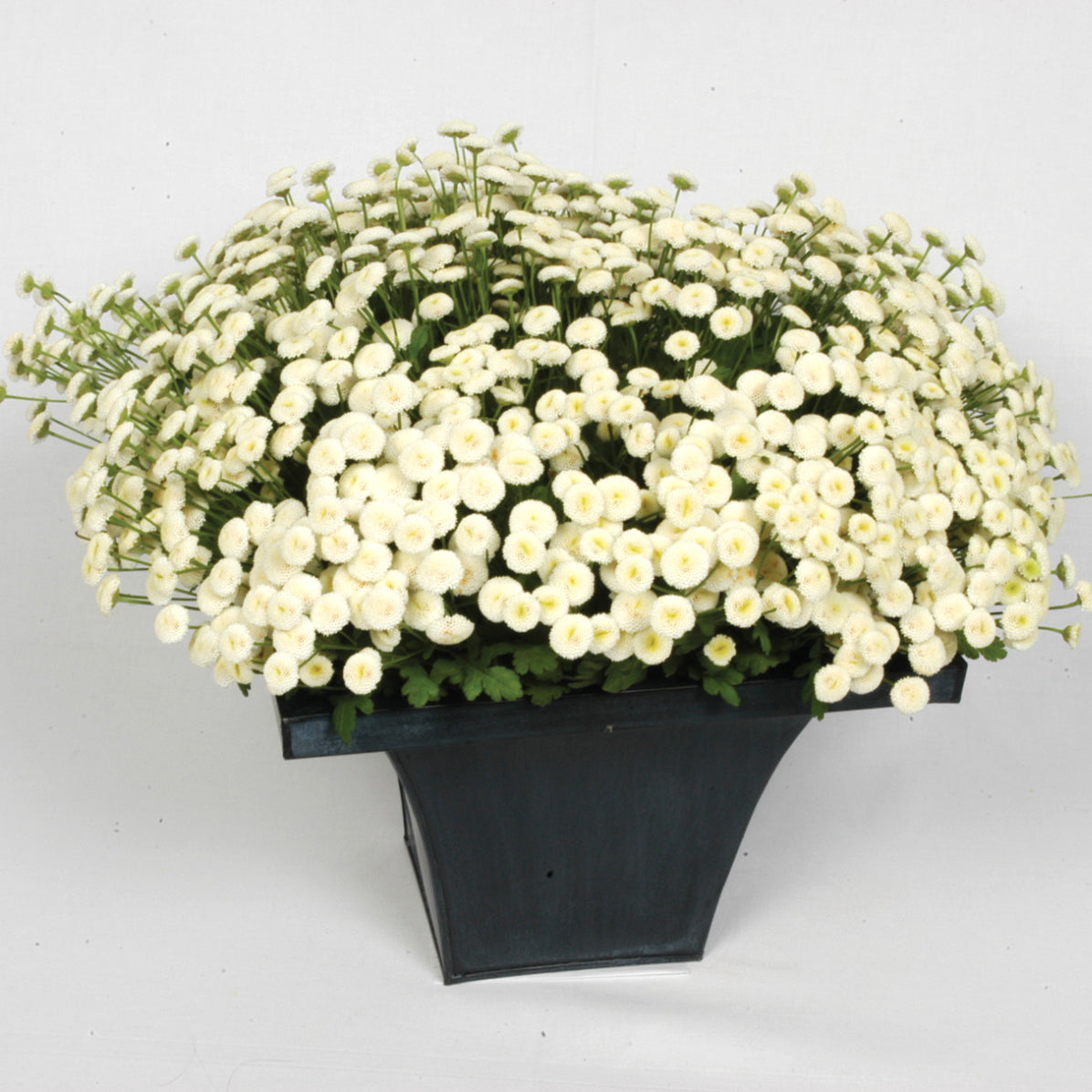 Territorial Seed Company Vegmo Snowball Feverfew