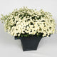 VEGMO SNOWBALL EXTRA-FEVERFEW